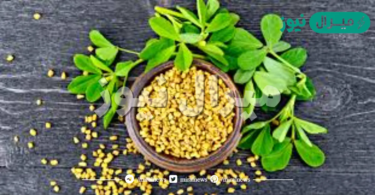 هل الحلبه تنحف