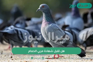 هل تقبل شهادة مربي الحمام