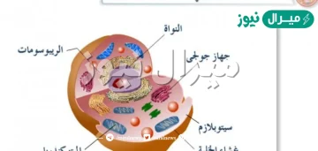 هي الوحده الاساسيه للمخلوق الحي