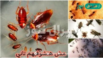 “هتحتاج بس 3 دقائق وهتخلص منهم”.. وصفة قوية للقضاء على الصراصير والنمل في المنزل بدون رش كيماويات
