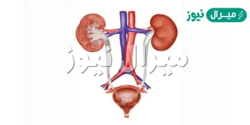 وظيفة الجهاز الاخراجي