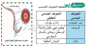 يتكون التجويف الجسمي الكاذب بين الطبقتين الوسطى والخارجية