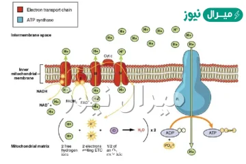 يتم إنتاج جزيء atp بالتزامن مع نقل الإلكترون بعملية تسمى