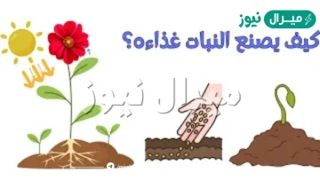 يتم صنع الغذاء في النبات في