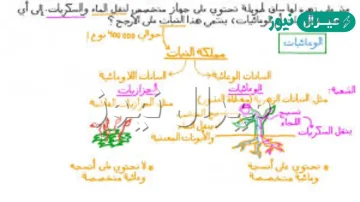 يتم نقل الماء والمواد الأخرى في الحزازيات بواسطة