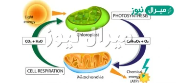 يقوم النبات بصنع غذاؤه عن طريق عملية