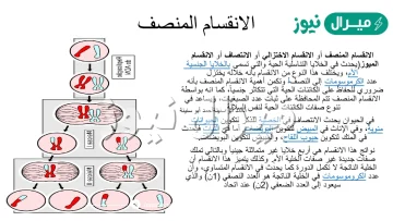 ينتج عن الانقسام المنصف