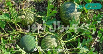 10 فوائد لنبات الحنظل