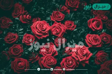 أجمل صور ورود | اجمل صور ورد في العالم