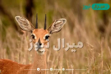 اسماء الغزال ومعانيها وانواعها كاملة