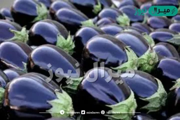 اهم فوائد الباذنجان للجسم والجنس