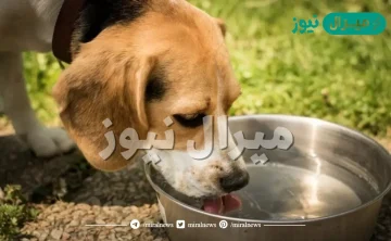 تفسير حلم اعطاء الماء للكلب في المنام لابن سيرين وأهم دلالاته