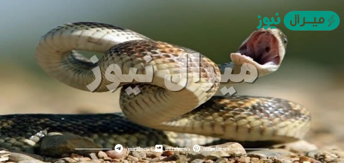 تفسير حلم الثعابين للحامل والمتزوجة والعزباء
