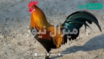 تفسير حلم الديك في المنام للعزباء والمتزوجة