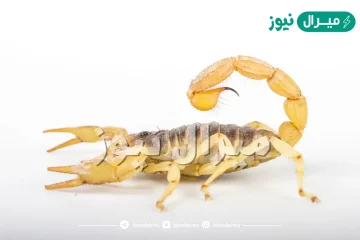 تفسير حلم العقرب في المنام لابن سيرين