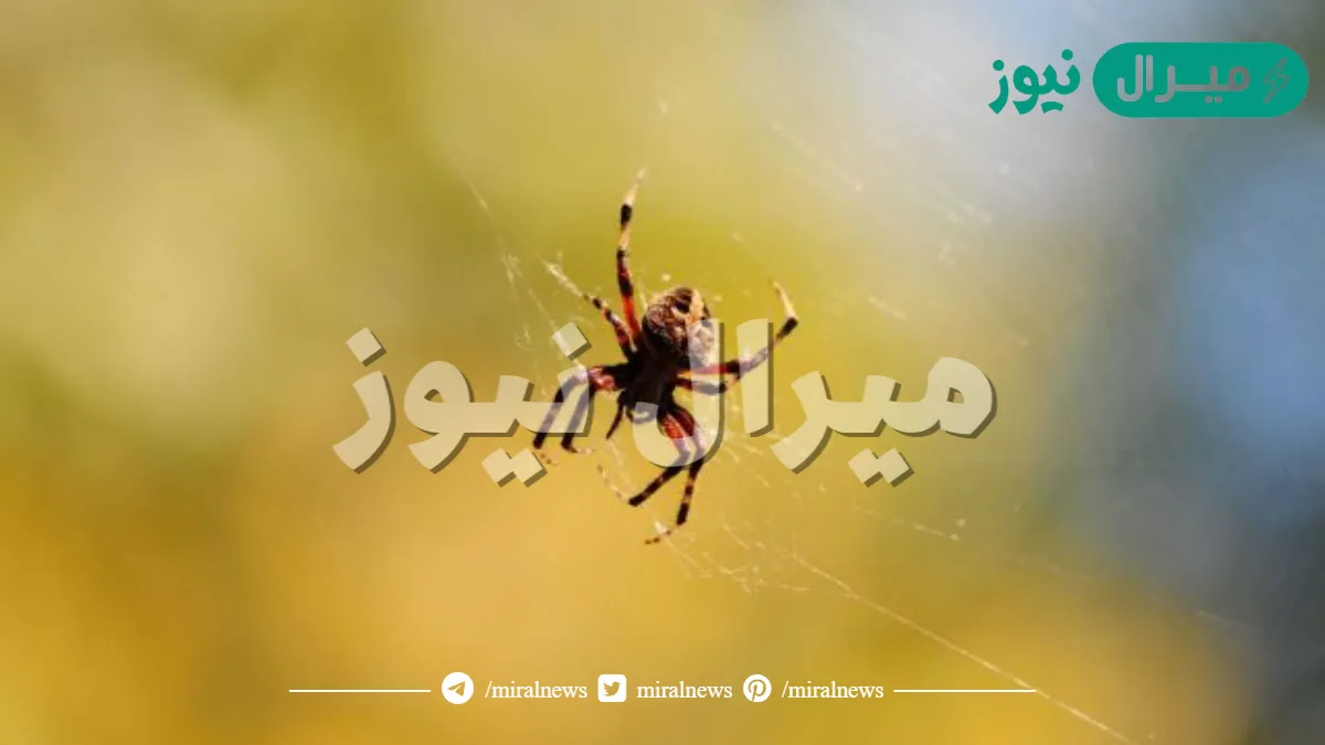تفسير حلم العنكبوت في المنام ومهاجمته للامام الصادق بالتفصيل