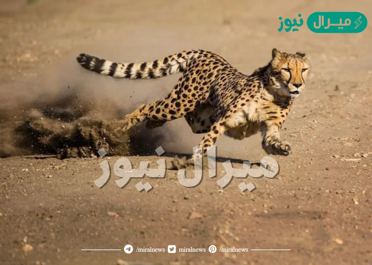 تفسير حلم الفهد في المنام للعزباء والمتزوجة للعصيمي