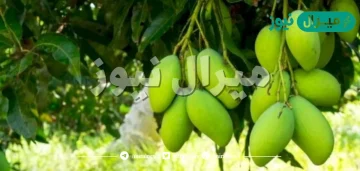 تفسير حلم المانجو الخضراء على الشجرة للمتزوجة في المنام