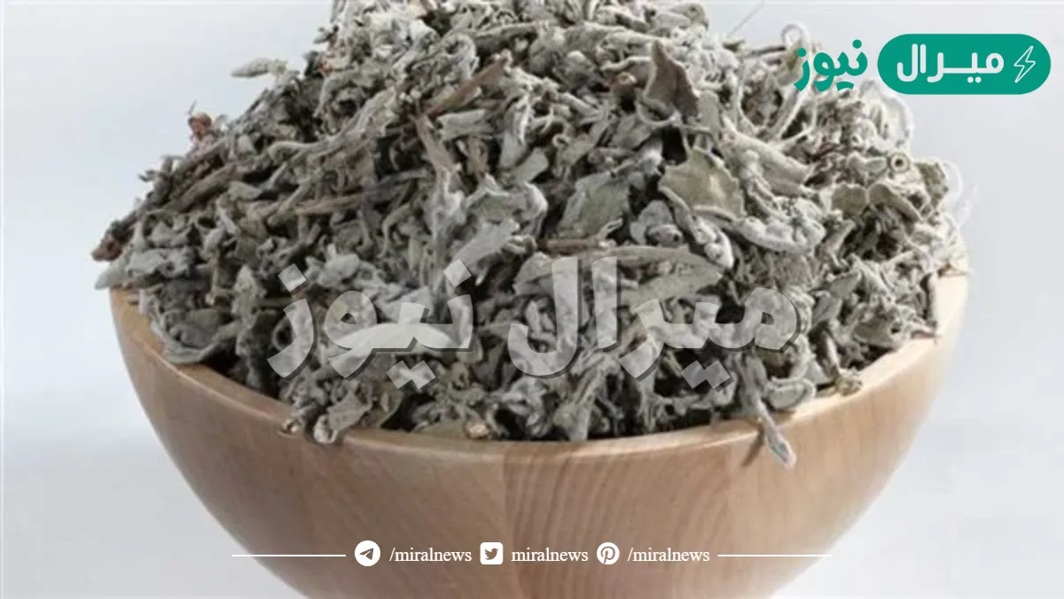 تفسير حلم الميرمية في المنام للعزباء والمتزوجة والحامل لابن سيرين