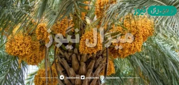 تفسير حلم النخل المثمر في المنام لابن سيرين والعصيمي