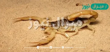 حلمت بعقرب اصفر | تفسير حلم رؤية العقرب الأصفر في المنام