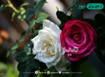 تفسير حلم رؤية الميت يعطي وردة في المنام لابن سيرين وابن شاهين وأهم دلالاته