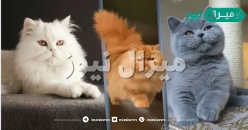 تفسير حلم قتل القطط في المنام لابن سيرين