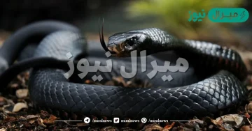 تفسير رؤية الافعى السوداء في المنام