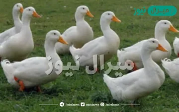 تفسير رؤية البط في المنام للحامل والمتزوجة والعزباء