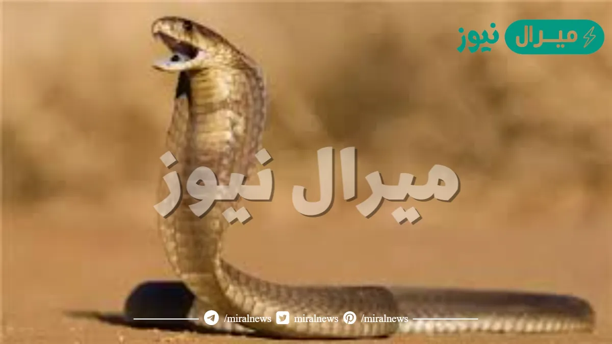 تفسير رؤية الثعبان في المنام للعزباء والمتزوجة والحامل لابن سيرين وأشهر المفسرين