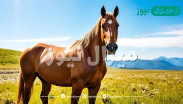 تفسير رؤية الحصان البني في المنام للعزباء ودلالاتها على الخير او الشر