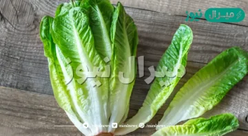 تفسير رؤية الخس في المنام لابن سيرين