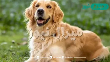 تفسير رؤية الكلاب في المنام للرجل المتزوج لابن سيرين وما رمز الكلب في المنام