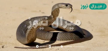 تفسير رؤيه قتل الثعبان في المنام وتأويله لابن سيرين والنابلسي