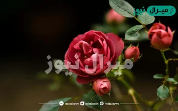 خلفيات ورد جميلة