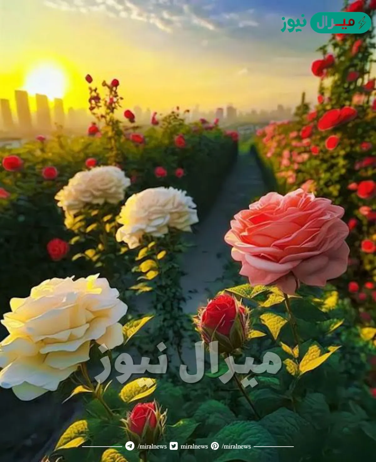 صور ورد أجمل صور ورد طبيعية