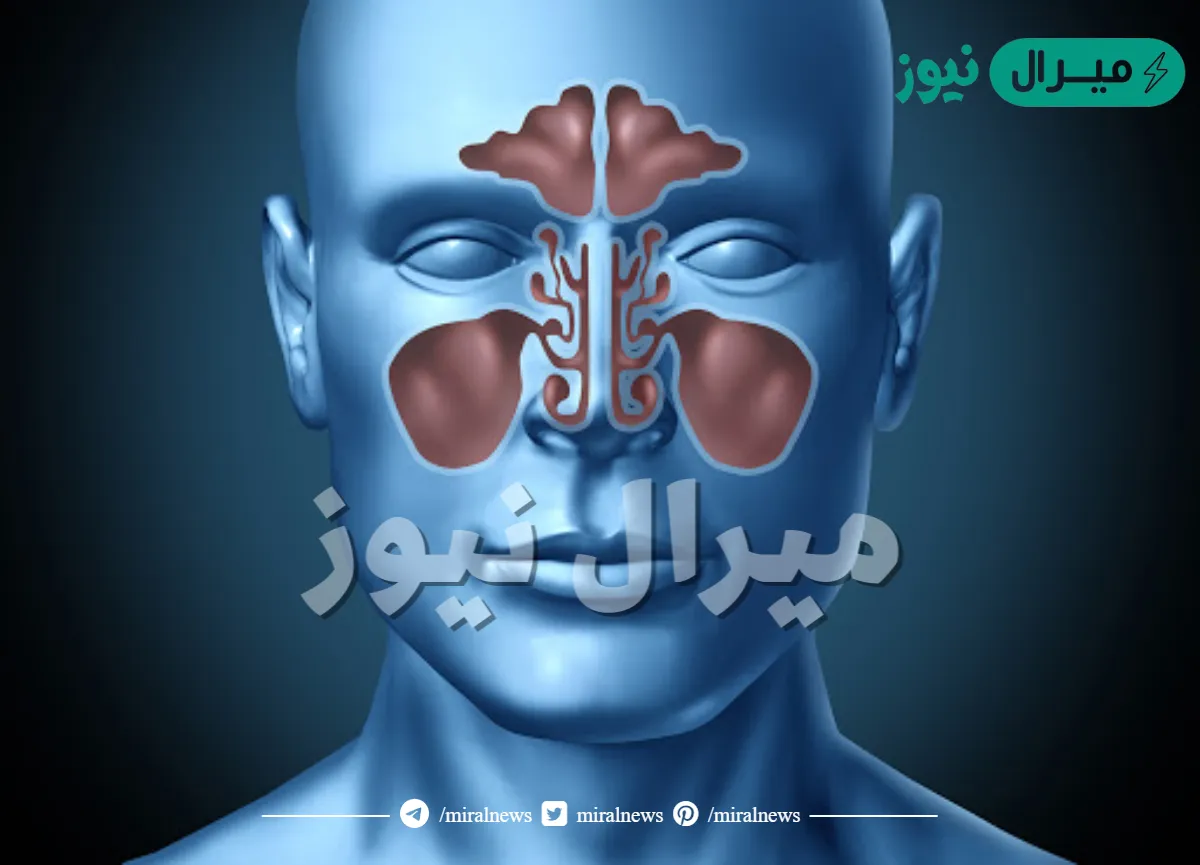 عدد الجيوب الانفية في الانسان