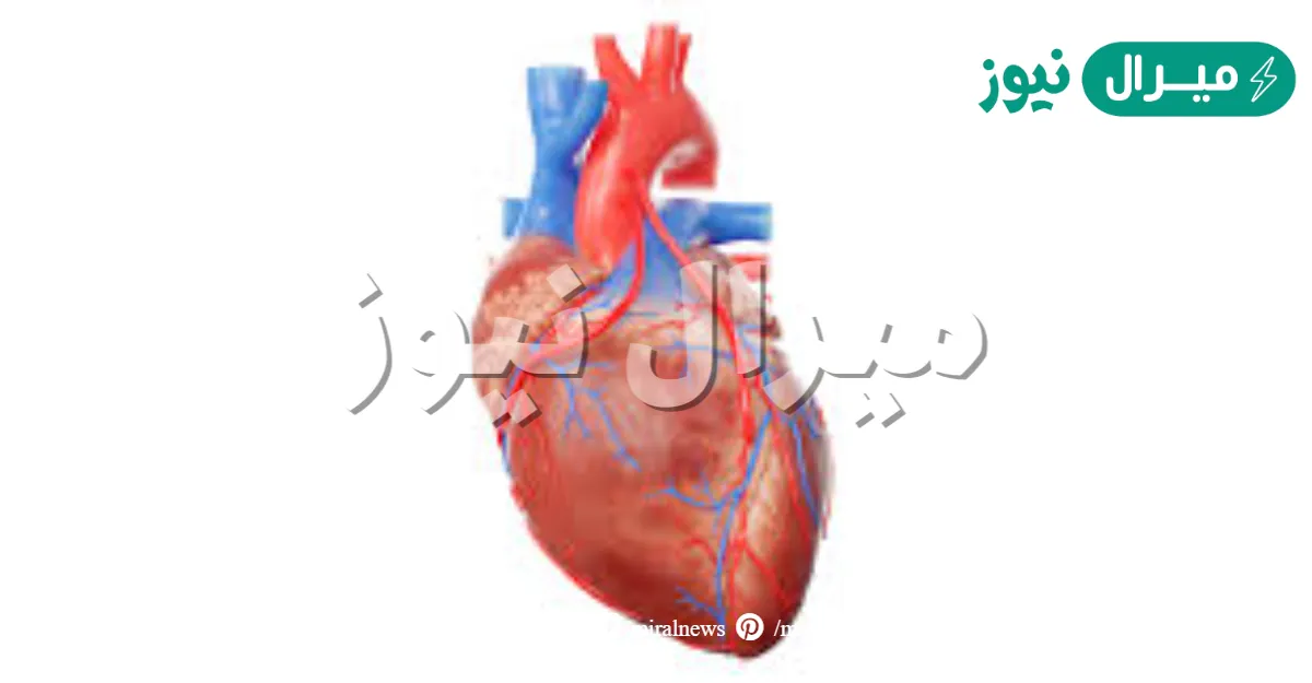 علامات القلب السليم وعلامات القلب المريض