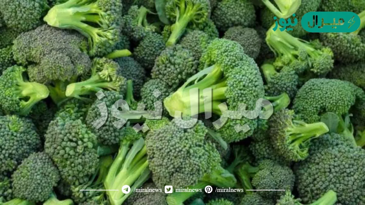 فوائد البروكلي المسلوق للمراة وللرجال