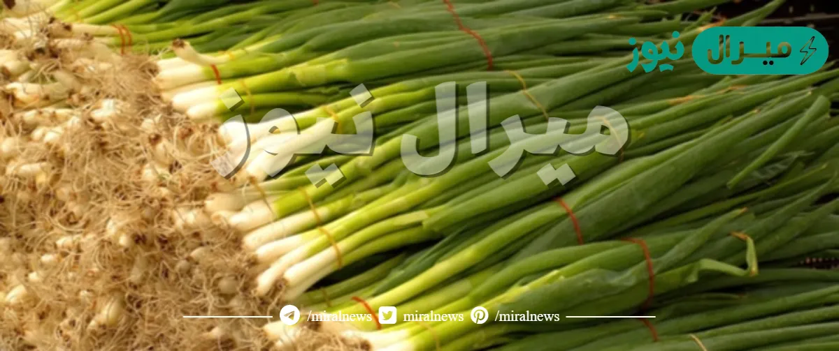 فوائد البصل الأخضر للجنس وللبشرة وللحامل