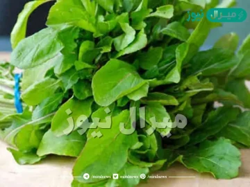 فوائد الجرجير للانسان والقيمة الغذائية له