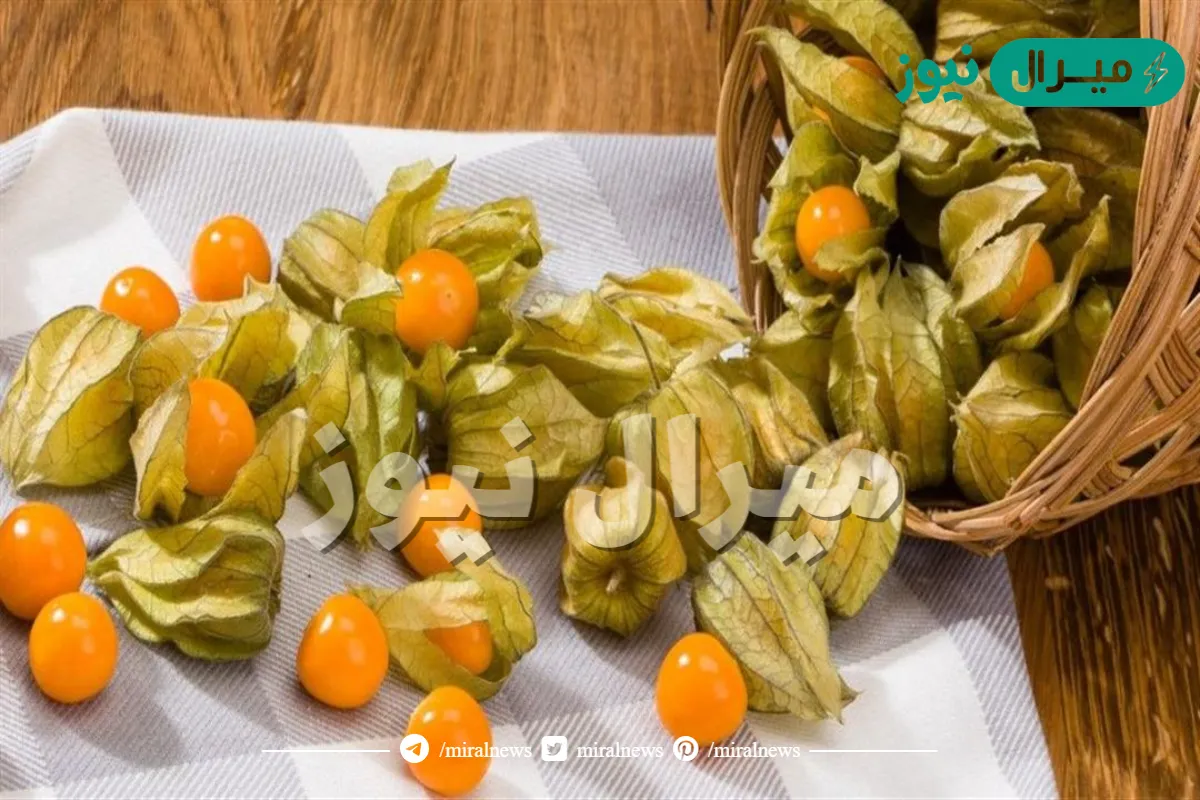 فوائد الحرنكش للرجال وللتخسيس ولمرضى السكري