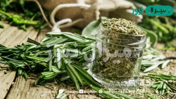 فوائد الروزمارى “اكليل الجبل” المتنوعة