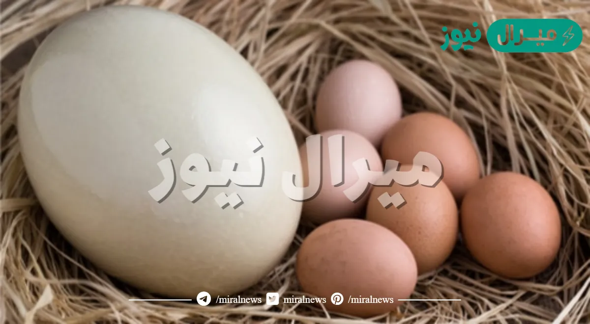 فوائد بيض النعام للشعر والجنس والبشرة