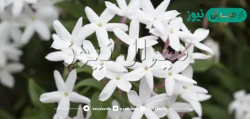 فوائد زهرة الياسمين الابيض الصحية والجمالية
