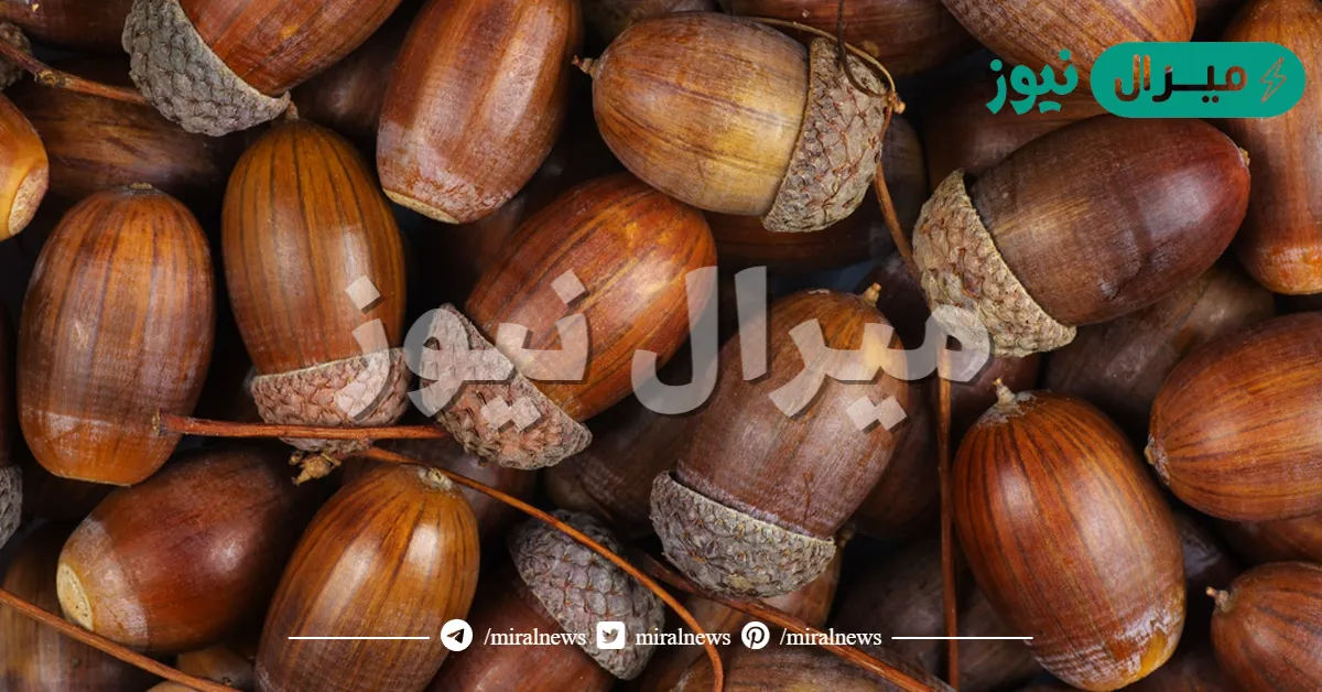 فوائد عشبة البلوط كاملة
