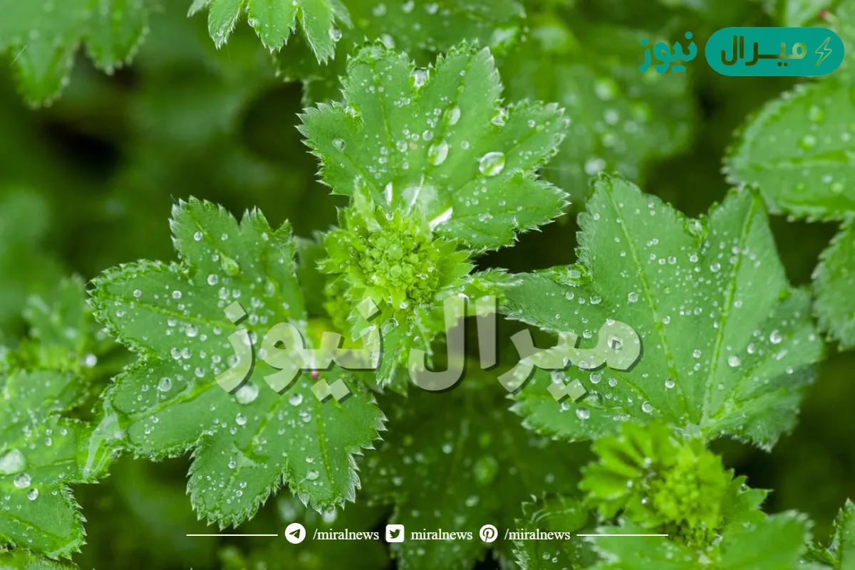 فوائد عشبة رجل الأسد