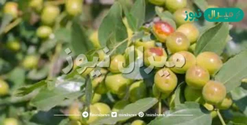 فوائد نبات السدر المتعددة