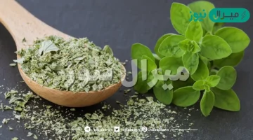 فوائد واضرار البردقوش