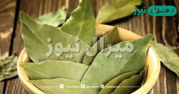 فوائد ورق الغار لجسم الانسان